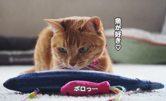 21日夕ブログ3