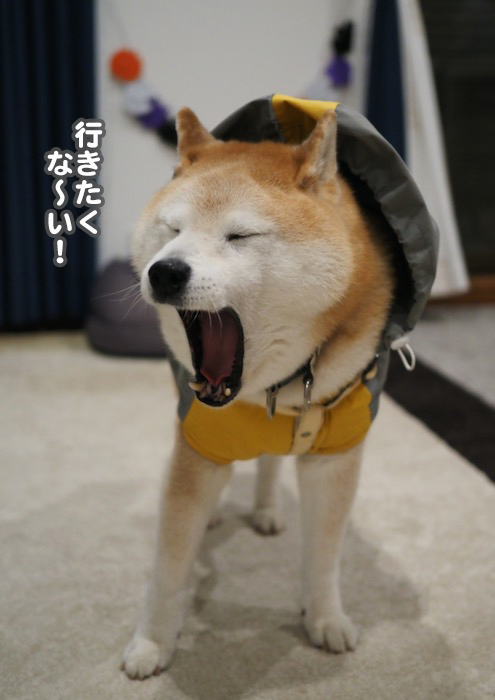 29日夕ブログ４