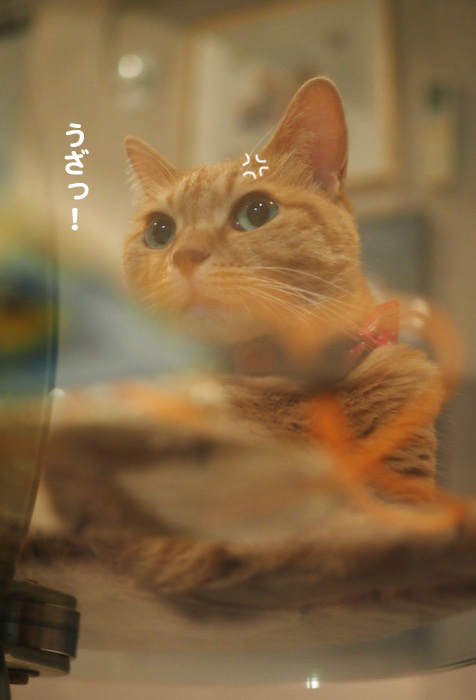 6日夕ブログ３