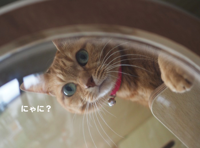17日夕ブログ４