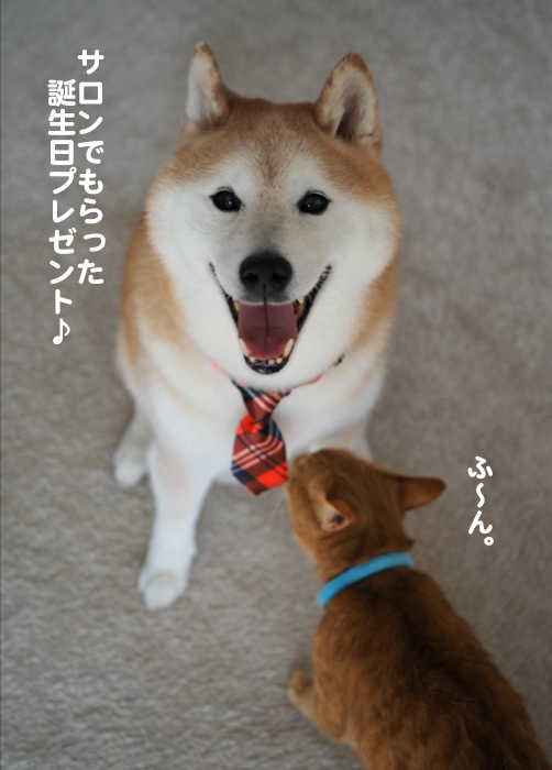 12日夕ブログ６