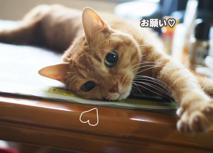 21日夕ブログ７