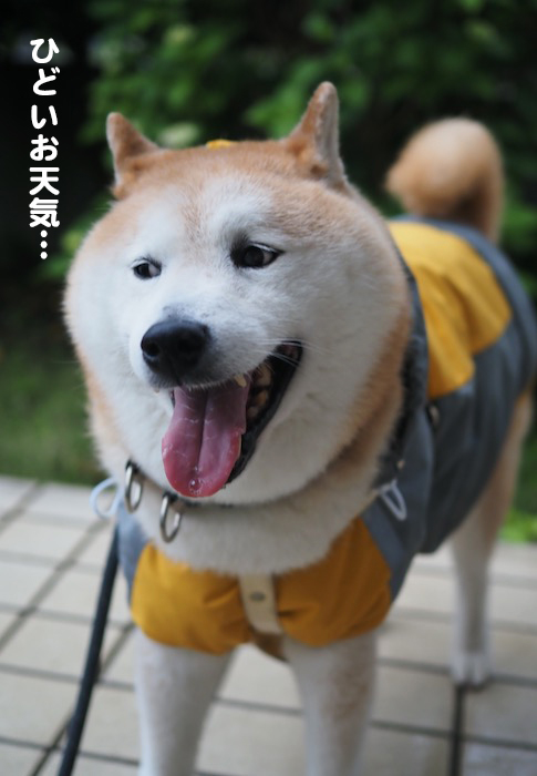 29日夕ブログ３