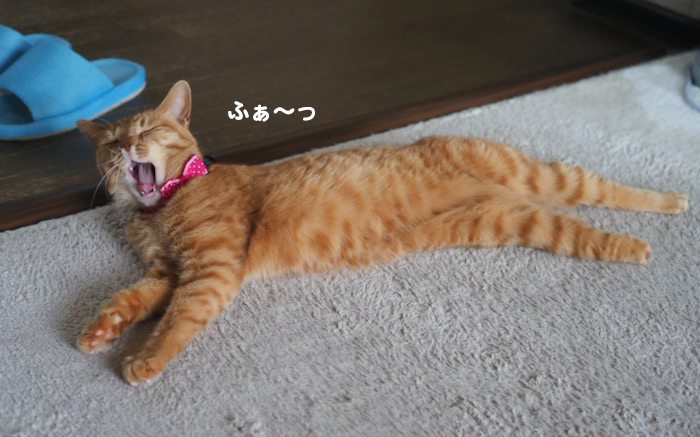 4日ブログ３