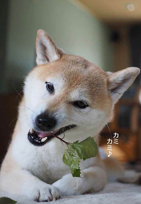 30日ブログ8