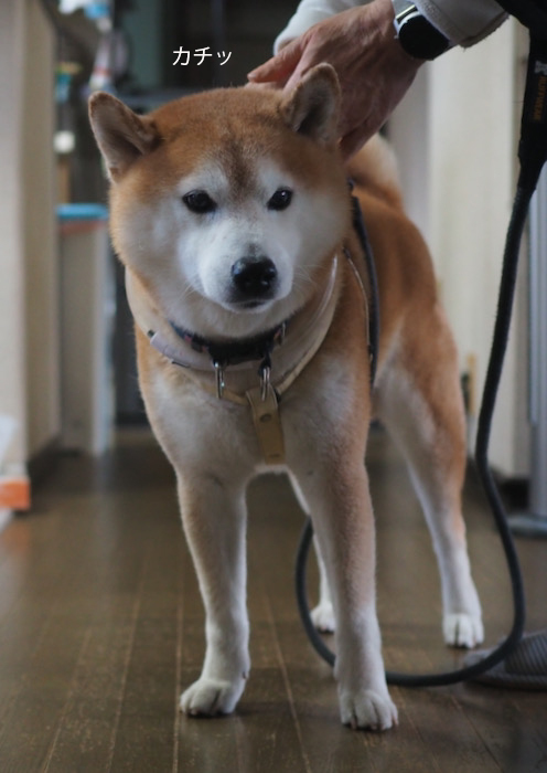 12日夕ブログ４
