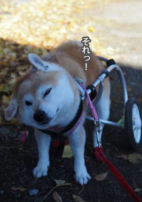 16日夕ブログ５