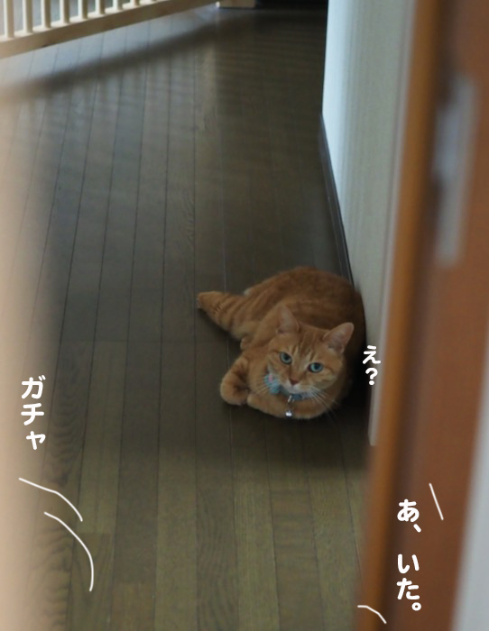 21日夕ブログ２