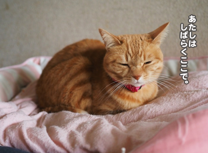 21日夕ブログ６