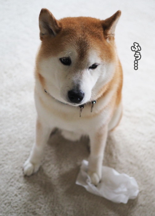 19日夜ブログ４