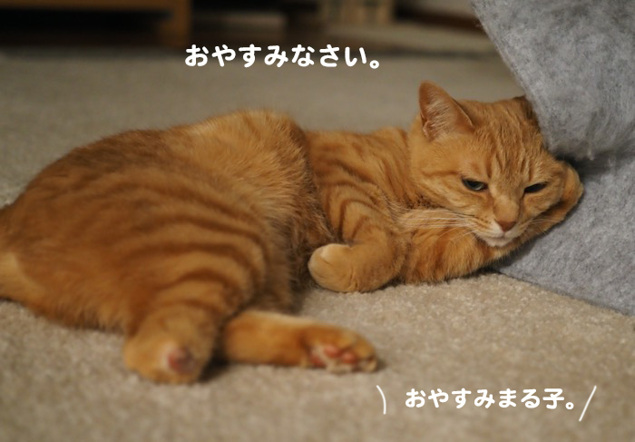27日夕ブログ5