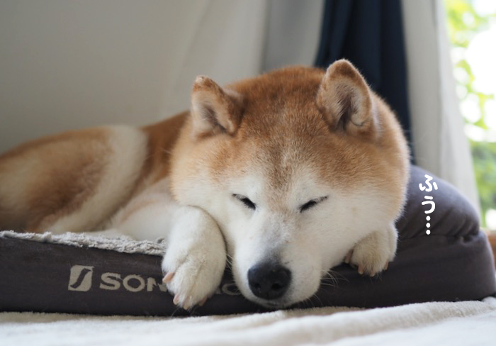 13日夕ブログ８