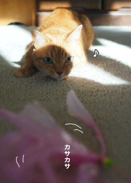 13日夕ブログ３