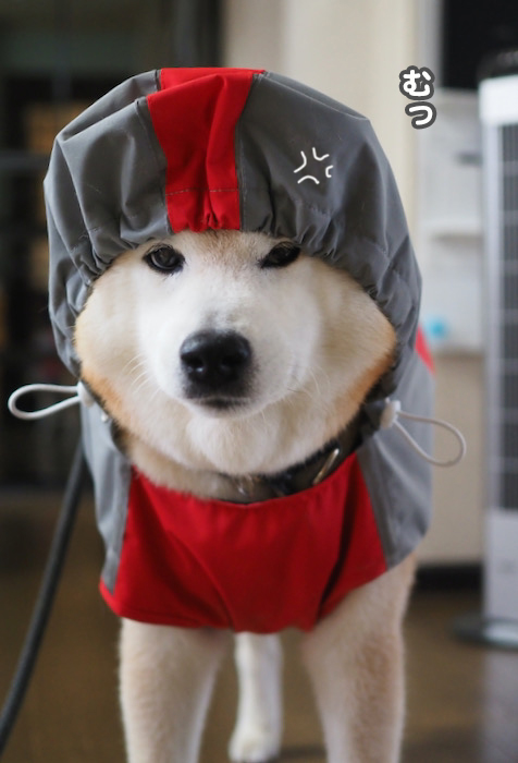 16日夕ブログ３