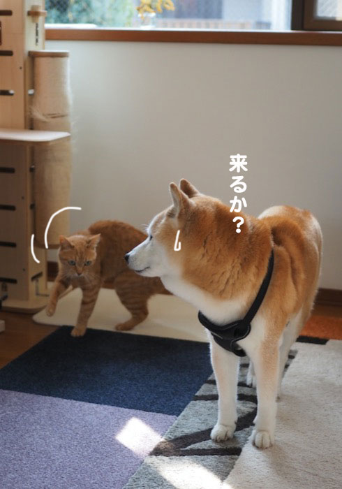 8日夕ブログ３