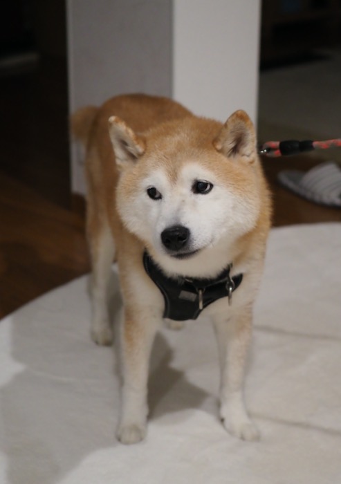 11日ブログ２