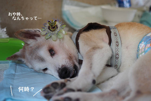 30日ブログ4