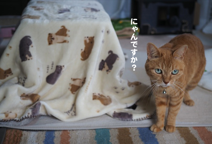 28日夕ブログ３