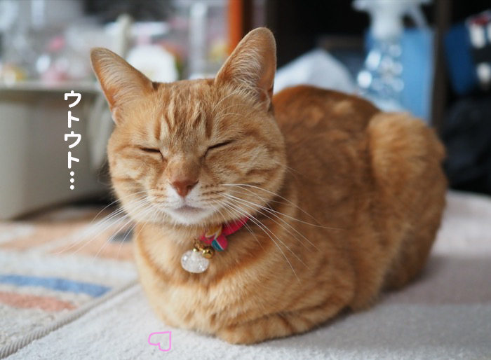 29日夕用ブログ4