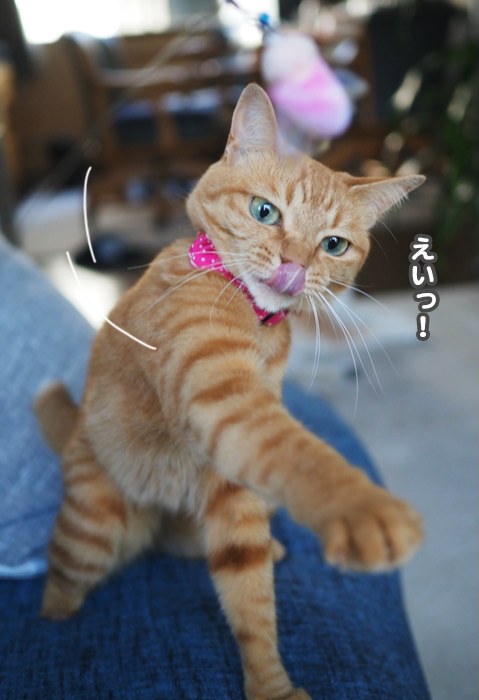 21日夕ブログ４