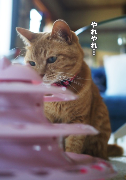 15日夕ブログ１０