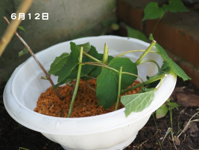26日ブログ６