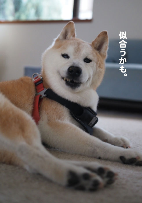 1日夕ブログ4