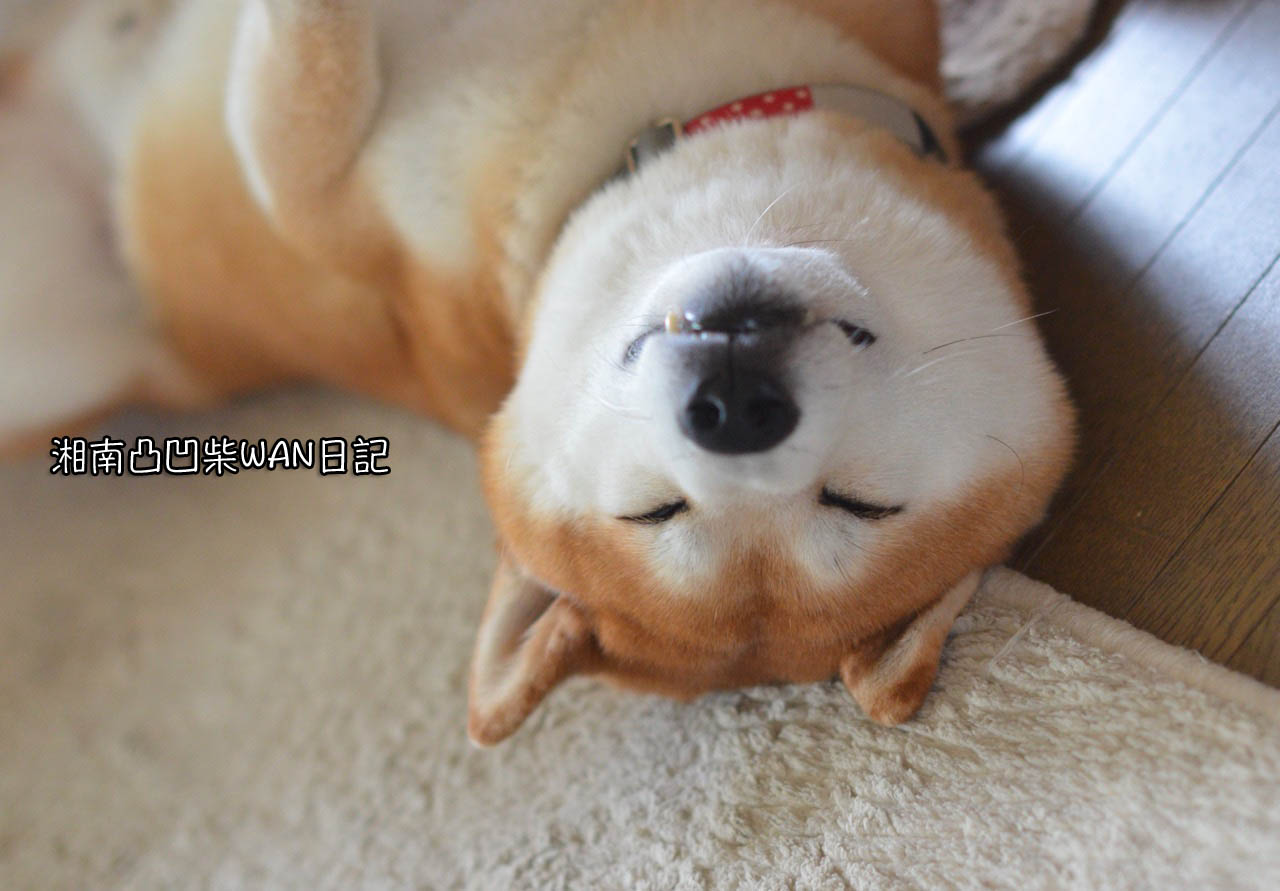 撮り方によって違って見える犬の表情 湘南凸凹柴wan日記 Powered By ライブドアブログ 撮り方によって違って見える犬の表情 湘南凸凹柴wan日記 Powered By ライブドアブログ