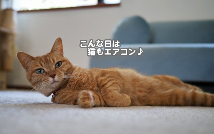 28日夕ブログ１２