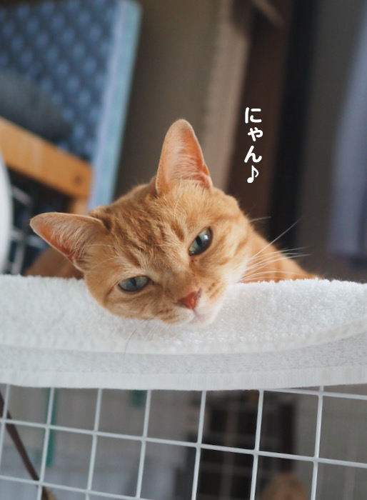 28日夕ブログ１０