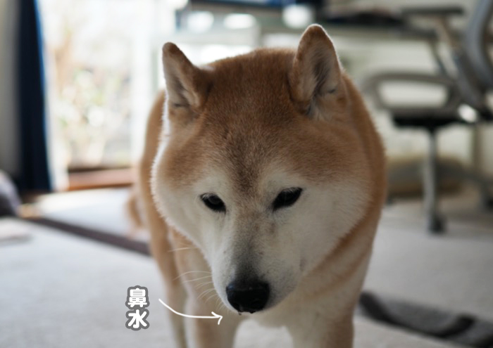 9日夕ブログ４