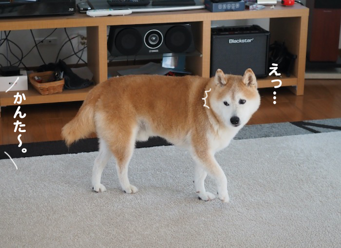11日夕ブログ２