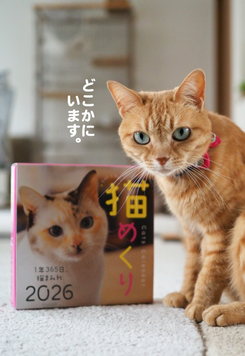 12日夕ブログ８