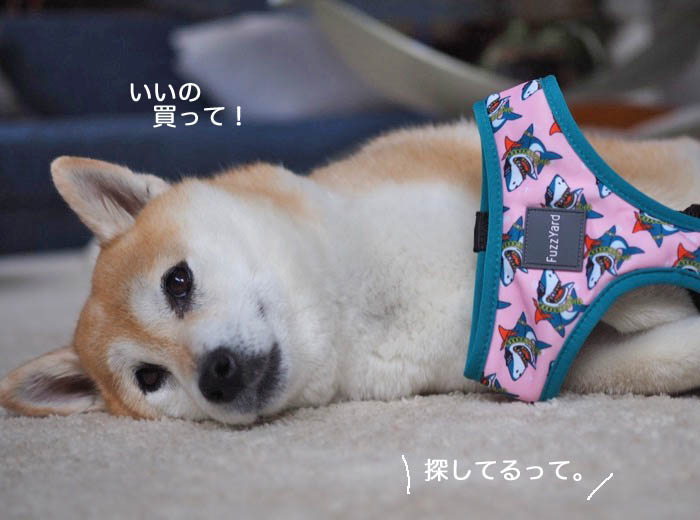 13日午後ブログ１１