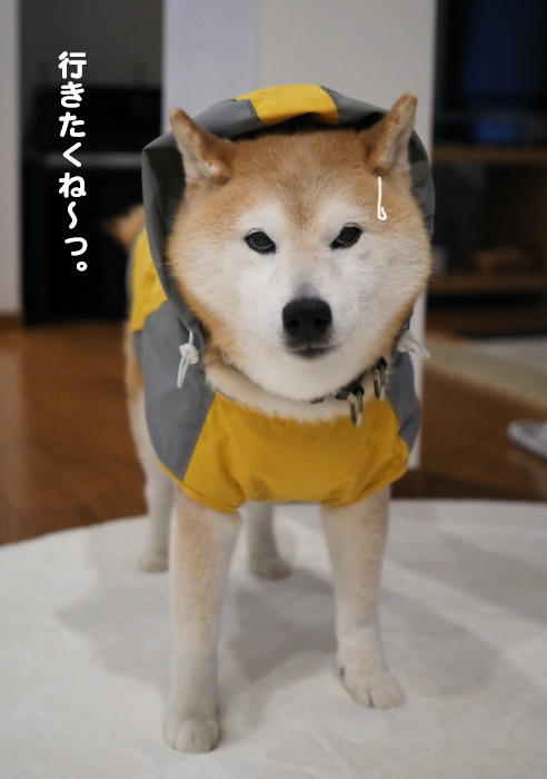 30日夕ブログ４