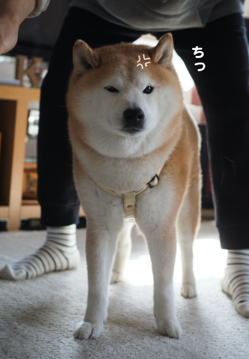 20日夕ブログ４