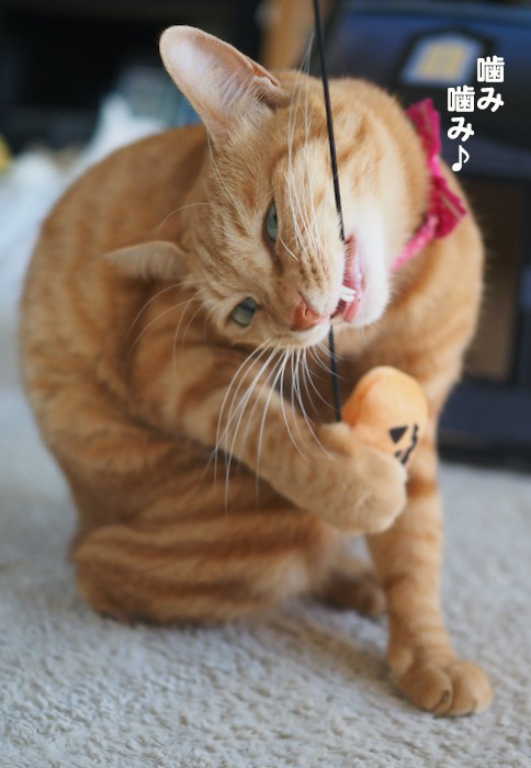 30日ブログ５