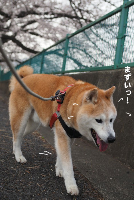 30日夕ブログ４