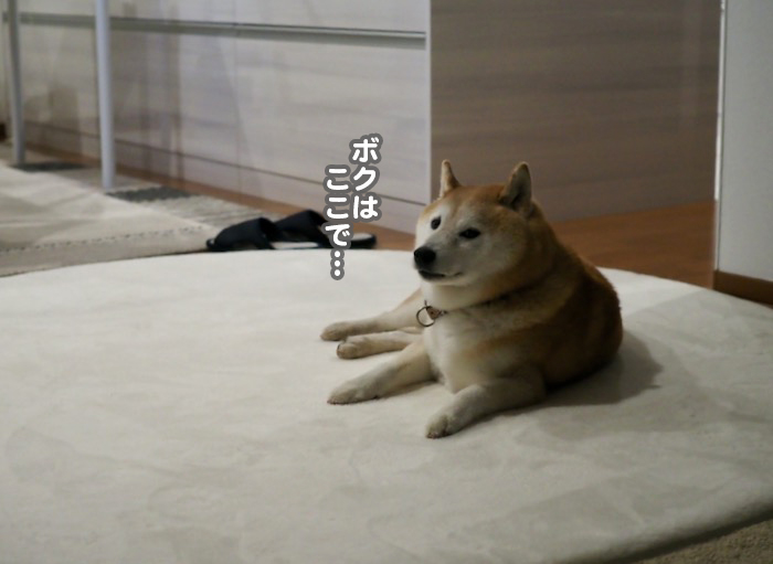 21日夕ブログ４