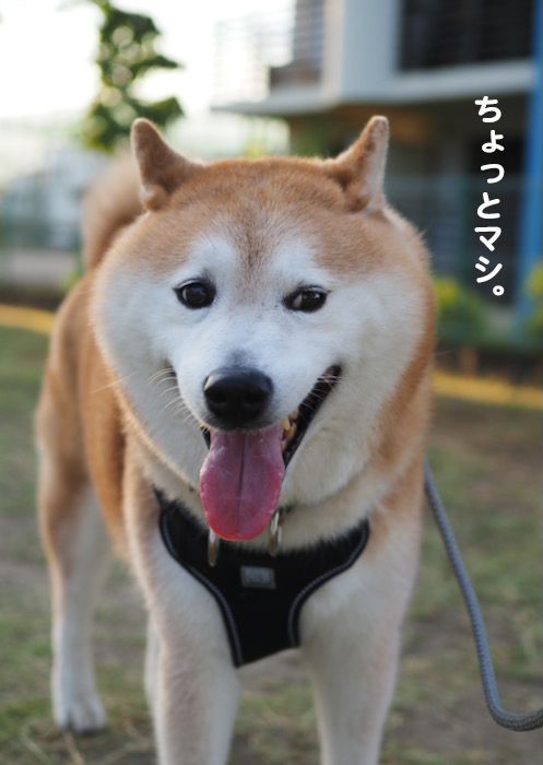 30日ブログ3