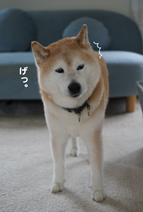 11日夕ブログ２