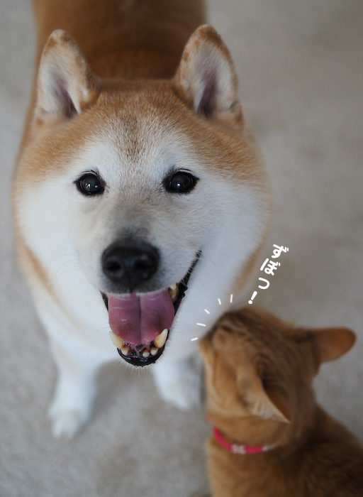 12日夕ブログ6