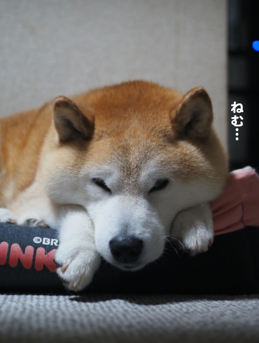 11日ブログ２