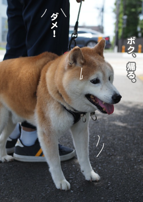 16日夕ブログ6