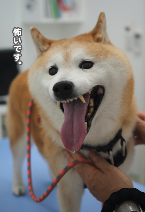 27日夕ブログ６