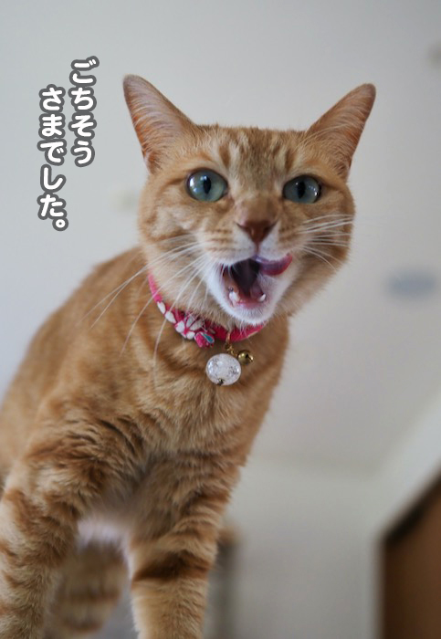 6日夕ブログ１１