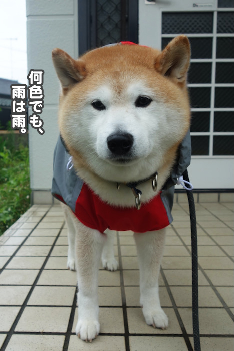 14日夜ブログ６