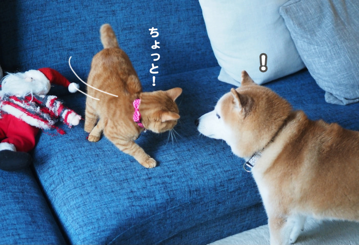 25日夕ブログ6