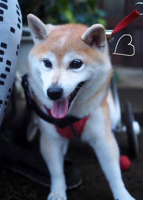 27日夕ブログ８