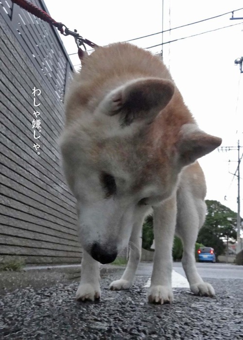 26日ブログ4